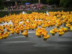 Rubber Ducky Race Fundraiser